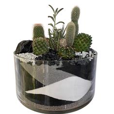 Cacti in glass- Black and grey