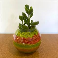Succulent in glass- green and orange