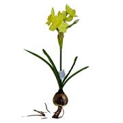 Narcissus bulb- silk
