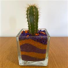 Cactus in glass- Purple and Orange