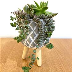 Plant partners Succulent Tripod- Medium