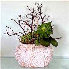 Modern Orchid and Succulent  in ceramic