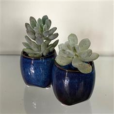 Plant Duo- Blue