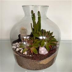  Open Terrarium Cacti and Succulents