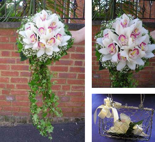 Cymbidium orchid glory