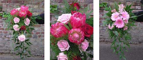 Pink Protea