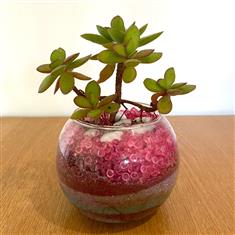 Succulent in glass- Pink