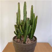 XL Euphorbia Trigona