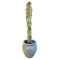 XL- Euphorbia in Urn pot