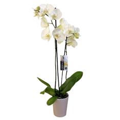 Orchid Phalaenopsis in a pot- white