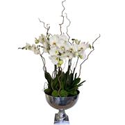 Plant collectors Phalaenopsis Orchid Display
