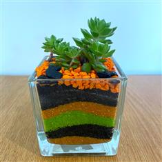 Succulent in glass- Black, Green and Orange