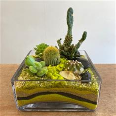 Zesty green Cacti and Succulent display
