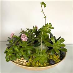 Succulent bowl- Green