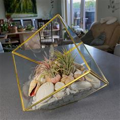 Tillandsia Glass cube- Large