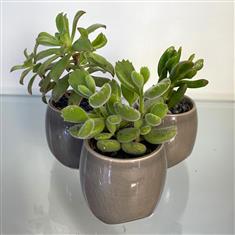 Plant Trio- Grey