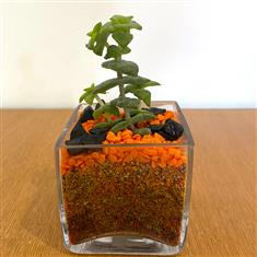 Succulent in glass cube- Orange and black