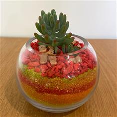 Succulent in glass bowl- red, yellow, orange