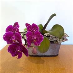 Orchid and Hypothesis tin