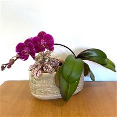 Orchid and Hypothesis Container