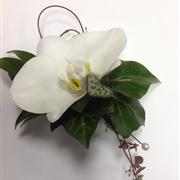 White Phalaenopsis 2