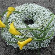 Gypsophila Wreath 