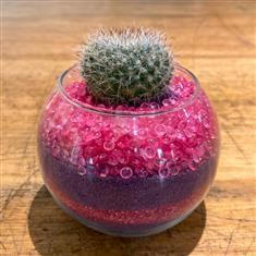 Succulent in glass- Pink