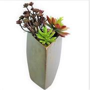 Succulent design