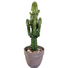 Plant collectors XL Euphorbia in stone pot