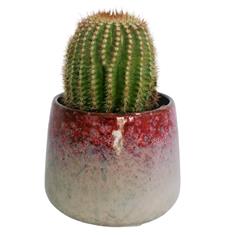 Cactus in red glazed pot