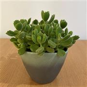 Plant collectors Cotyledon Tomentosa Bears Paws