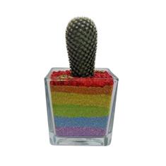 Cactus in glass- Rainbow square 