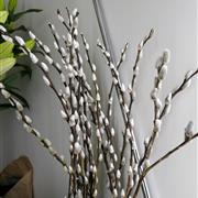 Pussy Willow