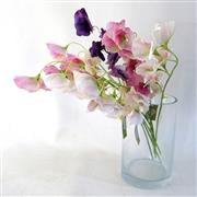 Sweet Peas