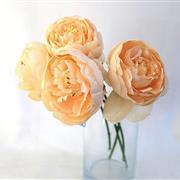 Peach Roses