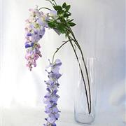 Wisteria- Lilac