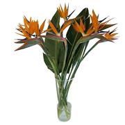 Strelitzia- Bird of Paradise