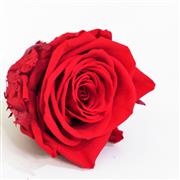Red Forever Rose