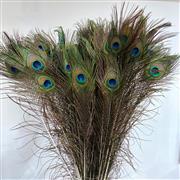 Peacock Feathers