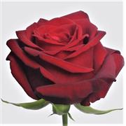 Add a Red rose or more!