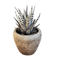 Haworthiopsis Fasciata in pot