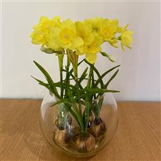  Narcissus bulb bowl in resin- silk