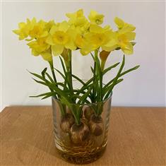  Narcissus bulbs in cylinder in resin- silk