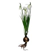 Snow drop bulb- silk