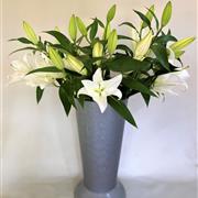 Lily- White Oriental