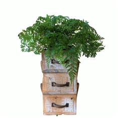 Plant collectors Davilla Fern in Chest of drawers