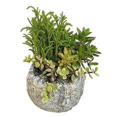Succulent design in rock pot