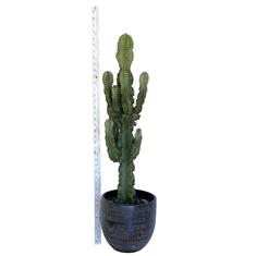 Plant collectors XL Euphorbia in Black pot
