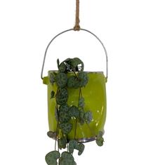 Plant collectors Ceropegia in hanging bucket