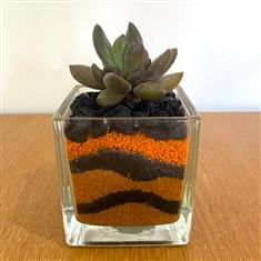 Cactus in glass- Black and Orange